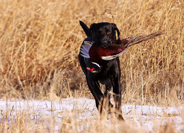 labrador