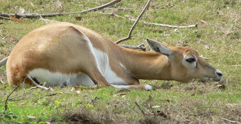 antilop