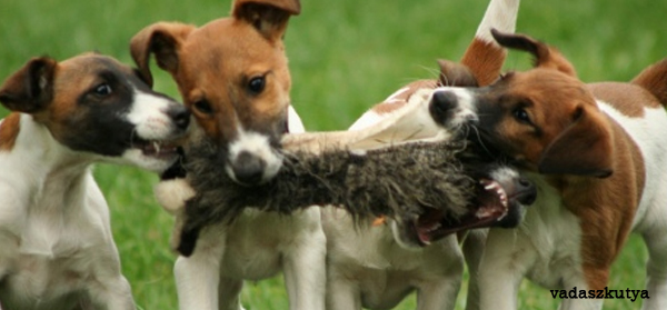 foxterrier