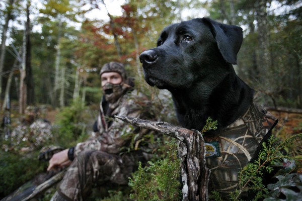 fekete golden retriever a labrador retriever vad 225 szatra fekete golden retriever a labrador retriever vad 225 szatra