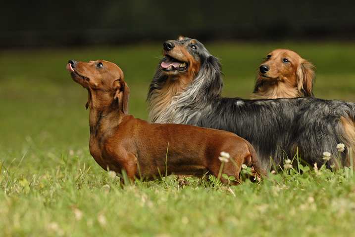 rövidszörű, hosszúszőrű