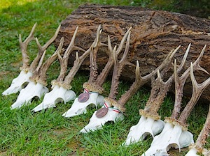 Őzbak vadászati lehetőség Őzbak vadászati lehetőség