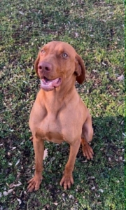 magyar vizsla magyar vizsla