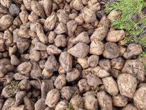 Cukorrpa elad