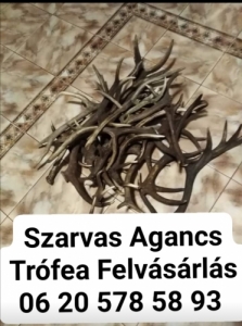 Szarvas Agancs felvsrls 06 20 578 58 93 
