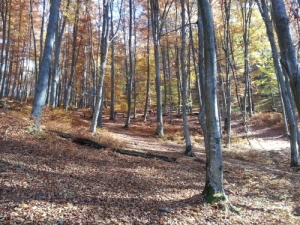 Vadszati csomag.