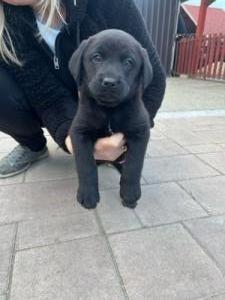 Labrador