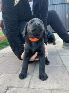 Labrador