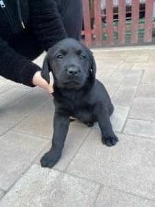 Labrador