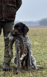 Drtszr Nmet Vizsla