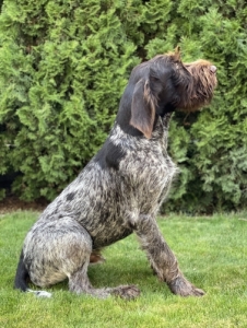 Drtszr Nmet Vizsla