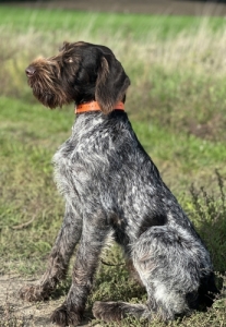 Drtszr Nmet Vizsla