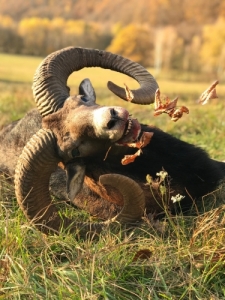 Muflonvadászat Szlovákiában