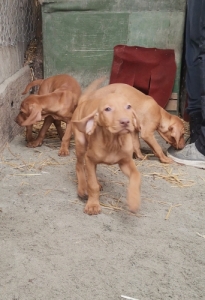 Rvidszr magyar vizsla