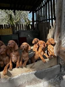 Rvidszr magyar vizsla