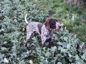 Rvidszr nmetvizsla kan