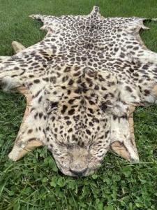 Leoprd prepartum szrme