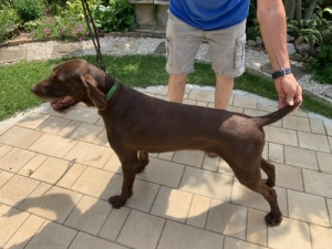 Pudel Pointer