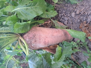 Takarmnyrpa 