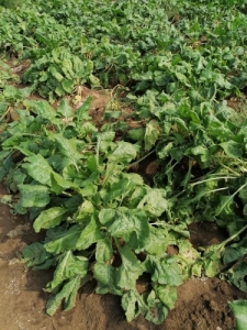 Takarmnyrpa