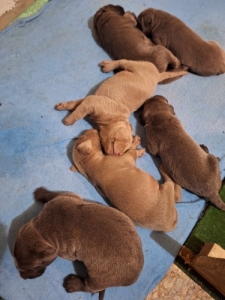 KK WEIMARI VIZSLA KISKUTYK!