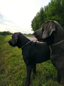 KK WEIMARI VIZSLA KISKUTYK!
