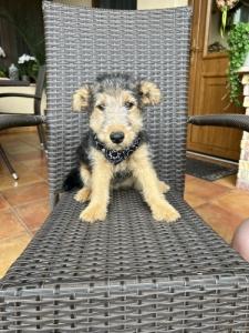 Welsh terrier 