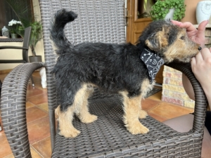 Welsh terrier 