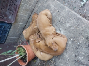Magyar vizsla 