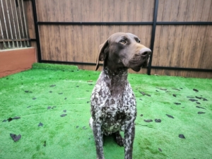 Rvid szr nmet vizsla
