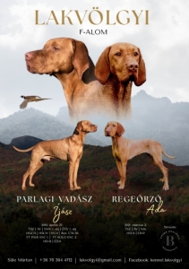Rvidszr magyar vizsla