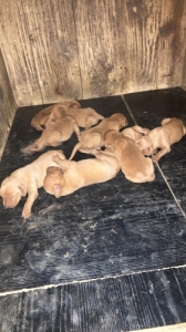 Magyar vizsla