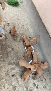 Magyar vizsla