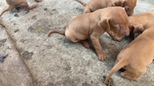 Magyar vizsla