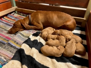 Magyar vizsla kiskutya