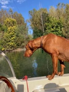 Magyar vizsla kiskutya