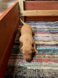 Magyar vizsla kiskutya