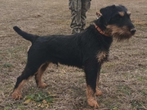 Mindenes vadszkutya, trzsknyvezett jagdterrier 