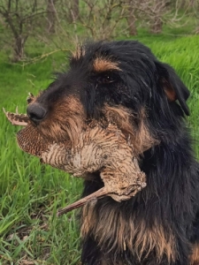 Mindenes vadszkutya, trzsknyvezett jagdterrier 