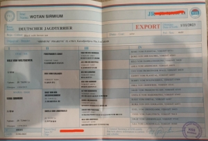 Mindenes vadszkutya, trzsknyvezett jagdterrier 