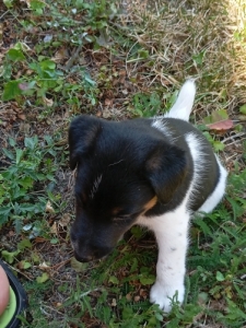 Foxterrier 