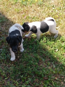 Foxterrier 