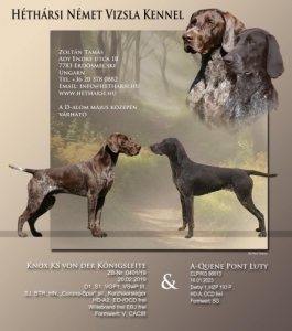 Rvidszr Nmet Vizsla