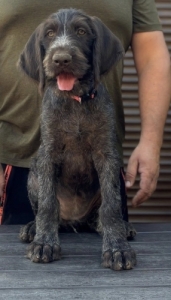 Drtszr nmet vizsla kiskutyk