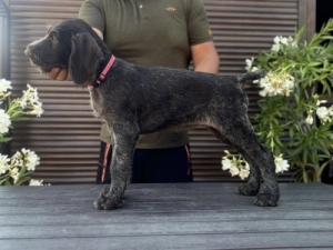 Drtszr nmet vizsla kiskutyk