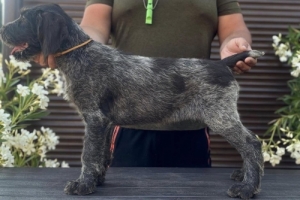 Drtszr nmet vizsla kiskutyk