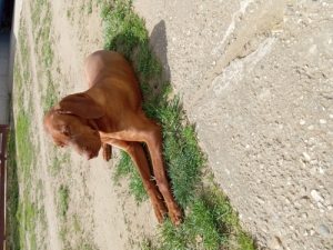 Magyar vizsla kiskutya