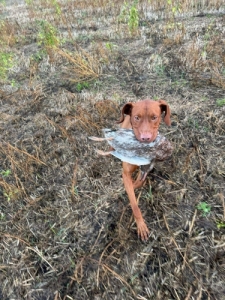 Magyar vizsla kiskutya