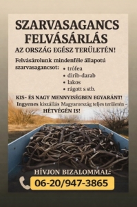 Agancs felv�s�rl�s 