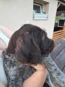 Kiserdei Vad�sz Kennel Ny�radony